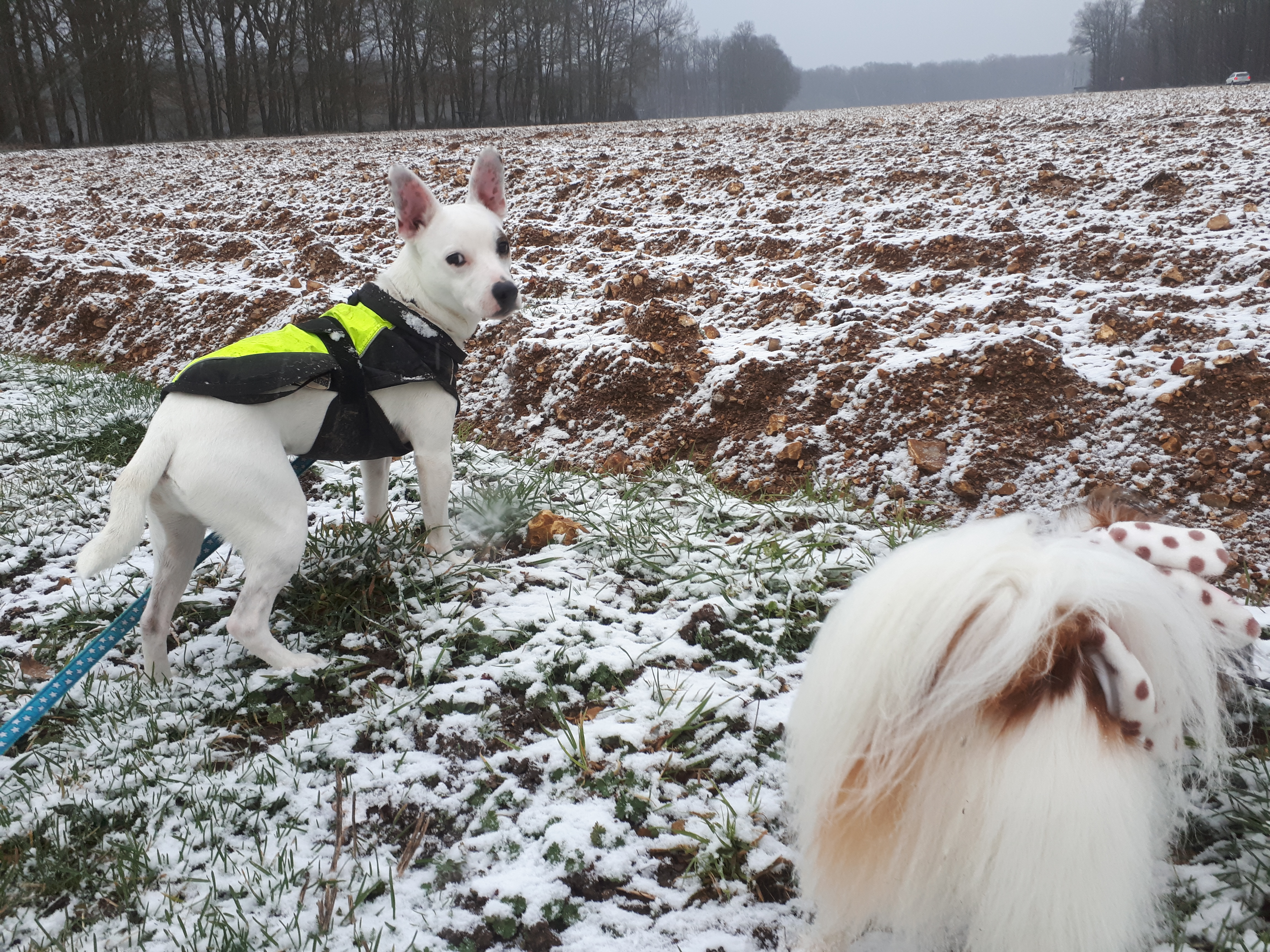 Astuces hivernales pour bien protéger nos chiens